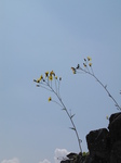 SX22975 Flowers on Montgomery Castle.jpg